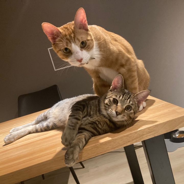 Profile Picture of machokundanchan (@machokundanchan) on Tiktok