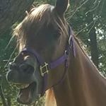 Profile Picture of Crystal Pollard (@solacefarmsmn) on Instagram