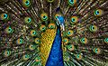 Profile Picture of Peafowl - Wikipediaon Wikipedia