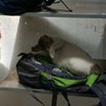 Profile Picture of Akshay Subramaniam (@tuteradekh8) on Instagram