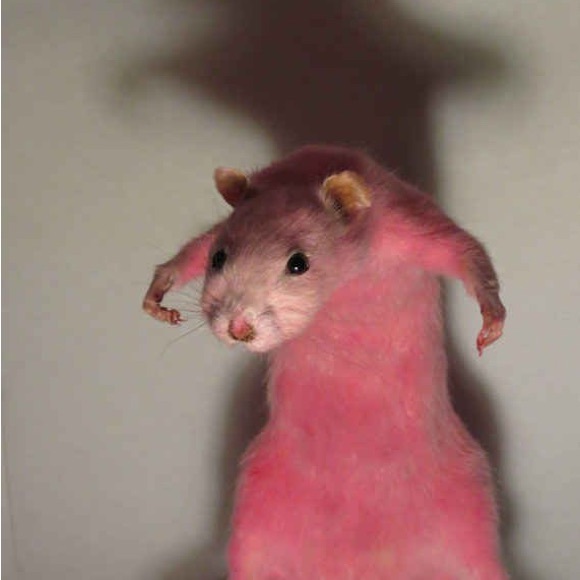 Profile Picture of Linsey Johnson (@rat529) on Poshmark