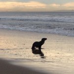 Profile Picture of Paula Sholty (@beachy.momma) on Instagram