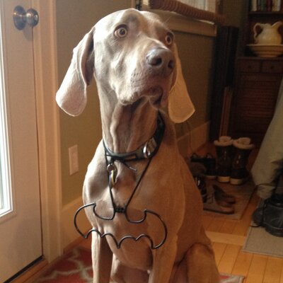 Profile Picture of Joseph Zdyb-Borden (@@J_B_Z_B) on Twitter