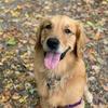 Profile Picture of Juneau (@@juneau_the_golden) on Tiktok