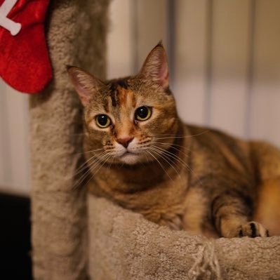 Profile Picture of Federico Castaneda (@zdad19) on Twitter