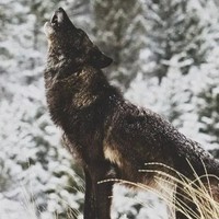 Sage Freeman - Quora Profile Picture of Sage Freeman (@sage-freeman-3) on Quora