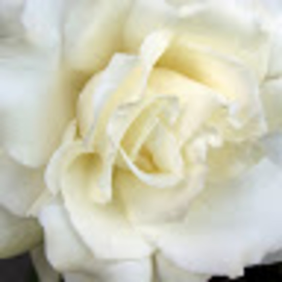 Profile Picture of Gabby Reavey (@gabbyreavey) on Poshmark