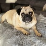 Profile Picture of Suzanne Chisholm (@dougthenumberonepug) on Instagram