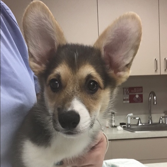 Profile Picture of Annie Vincik (@anniecolette) on Poshmark