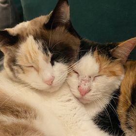 Profile Picture of averyhamlin (@pinavery) on Pinterest