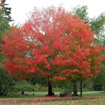 Profile Picture of Cathy Garber (@thepezfamily) on Instagram