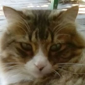 Profile Picture of RubyCore (@EliJamesBoyd2) on Twitter