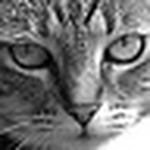 Profile Picture of David Simmons (@apicutreof life) on Flickr