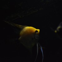 Profile Picture of Aaron Alejo (@aaron-alejo) on Quora