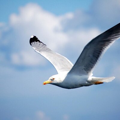 Profile Picture of Karl Rüdiger (@NfKarl) on Twitter