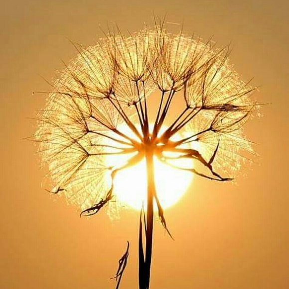 Profile Picture of Cindy Cleghorn (@cdcleghorn01) on Poshmark