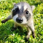 Profile Picture of Daniel Bremmer (@juralumin94) on Instagram