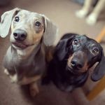 Profile Picture of Michelle Stepney (@dinky_diesel_beauty_blue) on Instagram