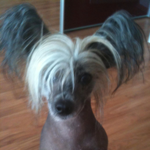 Profile Picture of Pavlina Sexton (@paja) on Poshmark