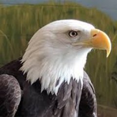 Profile Picture of Randy Eagle McFreedom III (@McFreEagle) on Twitter