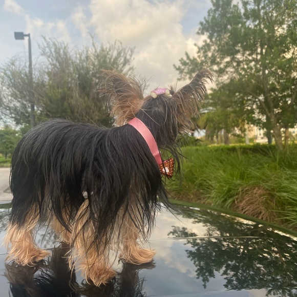 Brianna Carela - Poshmark Profile Picture of Brianna Carela (@briannamcarela) on Poshmark