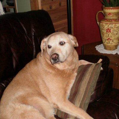 Profile Picture of Nancy Oliver (@lazyoranch4) on Twitter