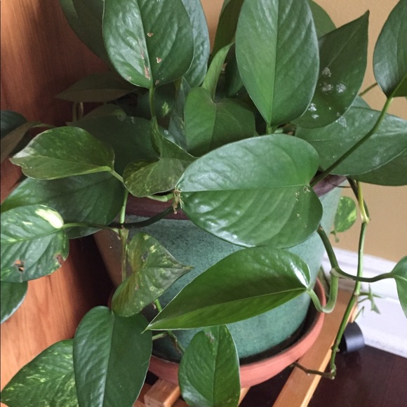 Profile Picture of Alissa Howie (@joseandish) on Poshmark