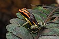 Profile Picture of Ranitomeya uakariion Wikipedia