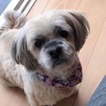 Profile Picture of Sasha Wilkinson (@sashamaylhasa) on Instagram