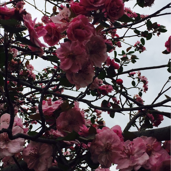 Profile Picture of Brianna Farmer (@bribri57) on Poshmark