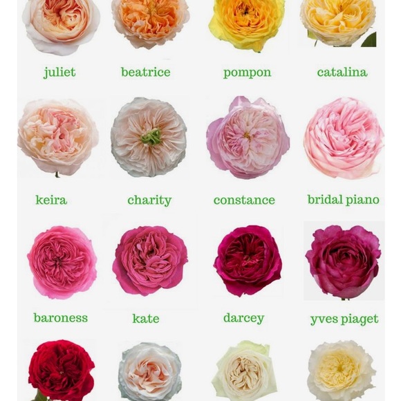 Profile Picture of Phoebe Orilio (@phoebeo15) on Poshmark