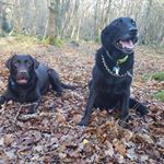 Profile Picture of Barney & Chase 🐶🐾 (@barney_chase) on Instagram