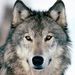 Profile Picture of Giuseppe Sapienza (@g_sapienza1) on Pinterest