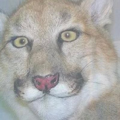 Profile Picture of Nick Alcorn (@NickAlcorn4) on Twitter