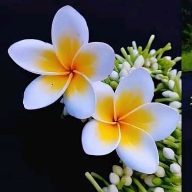 Amatullah Aliya - Tiktok Profile Picture of Amatullah Aliya (@amatullahaliya) on Tiktok