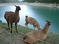 Profile Picture of Llama - Wikipediaon Wikipedia