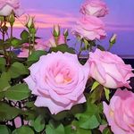 Profile Picture of Allen Henderson (@allenhenderson3295) on Instagram