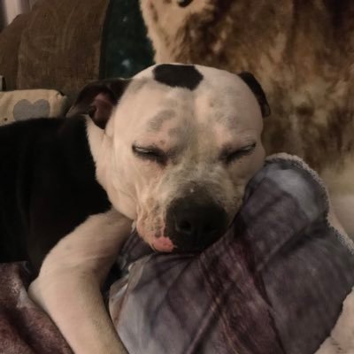 Profile Picture of Larry Collins (@tchlrn716) on Twitter