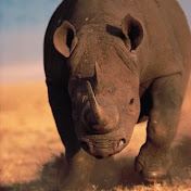 Profile Picture of Carlos Luzardo (@carlosluzardo383) on Youtube