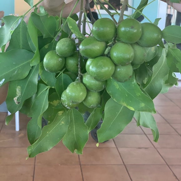 Profile Picture of Nelly Cestero (@nellycestero) on Poshmark