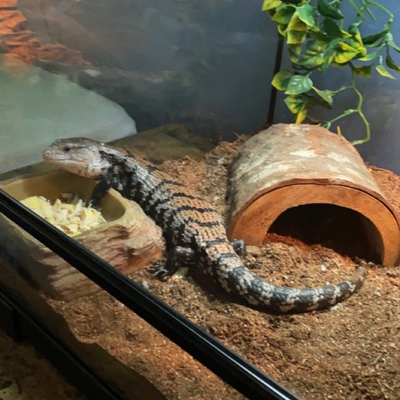 Profile Picture of Alexander Brown (@abrown0602) on Poshmark