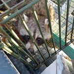 Profile Picture of Carlo Krnjaja (@carlo_krn) on Instagram