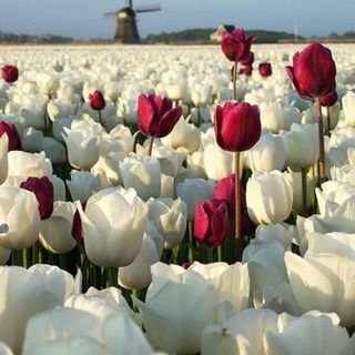 Profile Picture of Maritza Corado (@MaritzaCorado) on Twitter