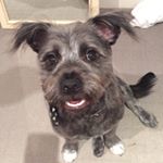 Profile Picture of Bobby Hollywood (@bobbythecairnterriercross) on Instagram