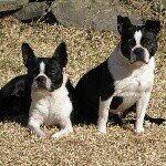 Profile Picture of Shelby and Jack 🐾 (@bostonterrier_buddies) on Instagram