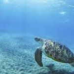 Profile Picture of bradley ian pepper (@bradleypepper009) on Instagram