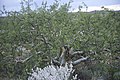 Profile Picture of Commiphora angolensison Wikipedia