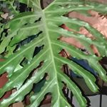 Profile Picture of Scott Riese (@rozetlandscape) on Instagram