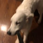 Profile Picture of Chase Vogt (@chase_vogt_the_dog) on Instagram