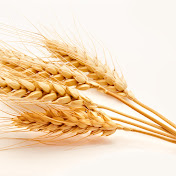 Profile Picture of Wyatt Phillips (@wheat8983) on Youtube